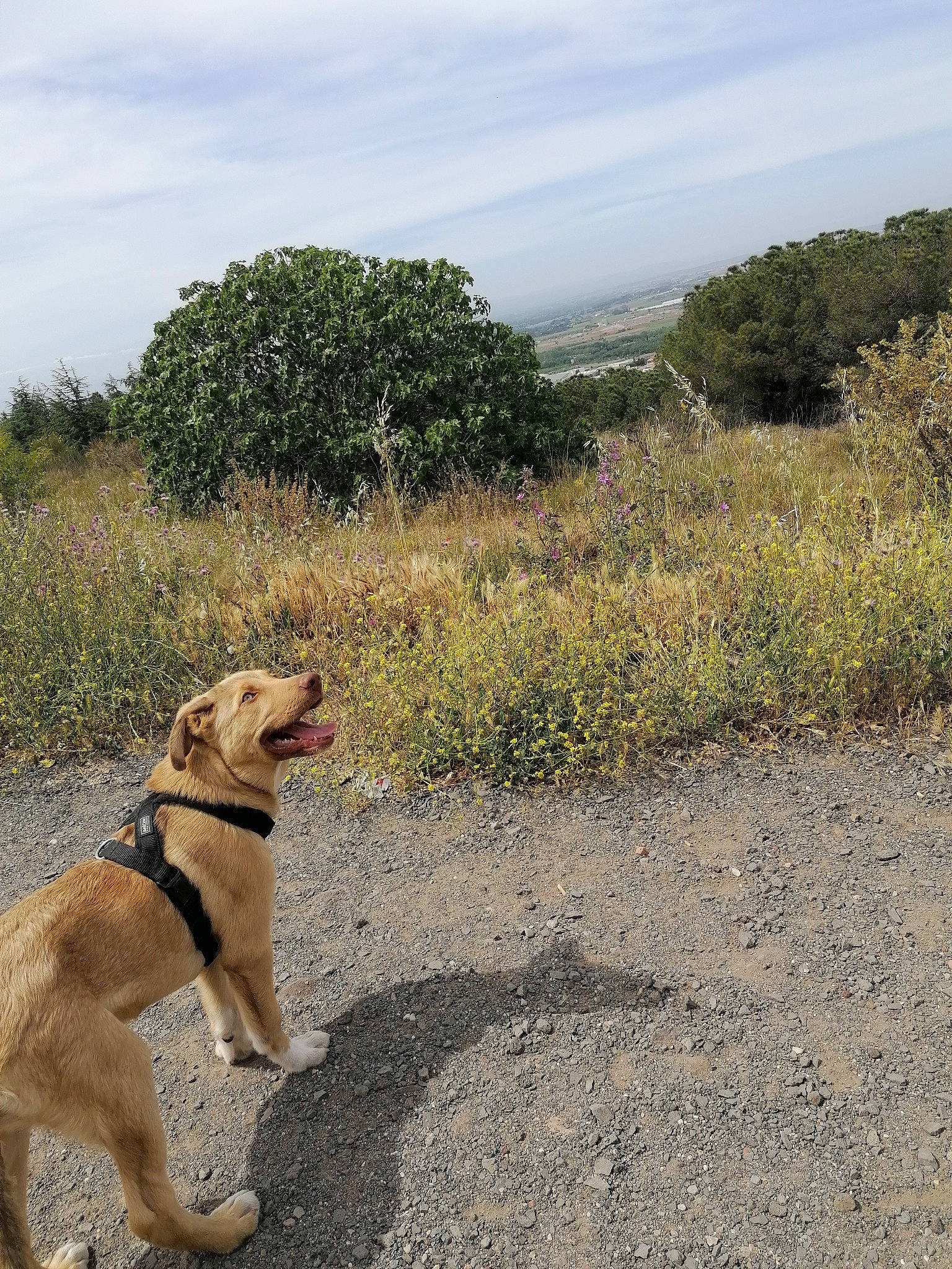 Shallow participe au concours pour gagner de l'argent avec cette photo : carnivore, cloud, collar, companion_dog, dog, dog_breed, dog_collar, fawn, grass, landscape, leash, natural_landscape, pet_supply, plant, plant_community, road, sky, tail, tree, wilderness