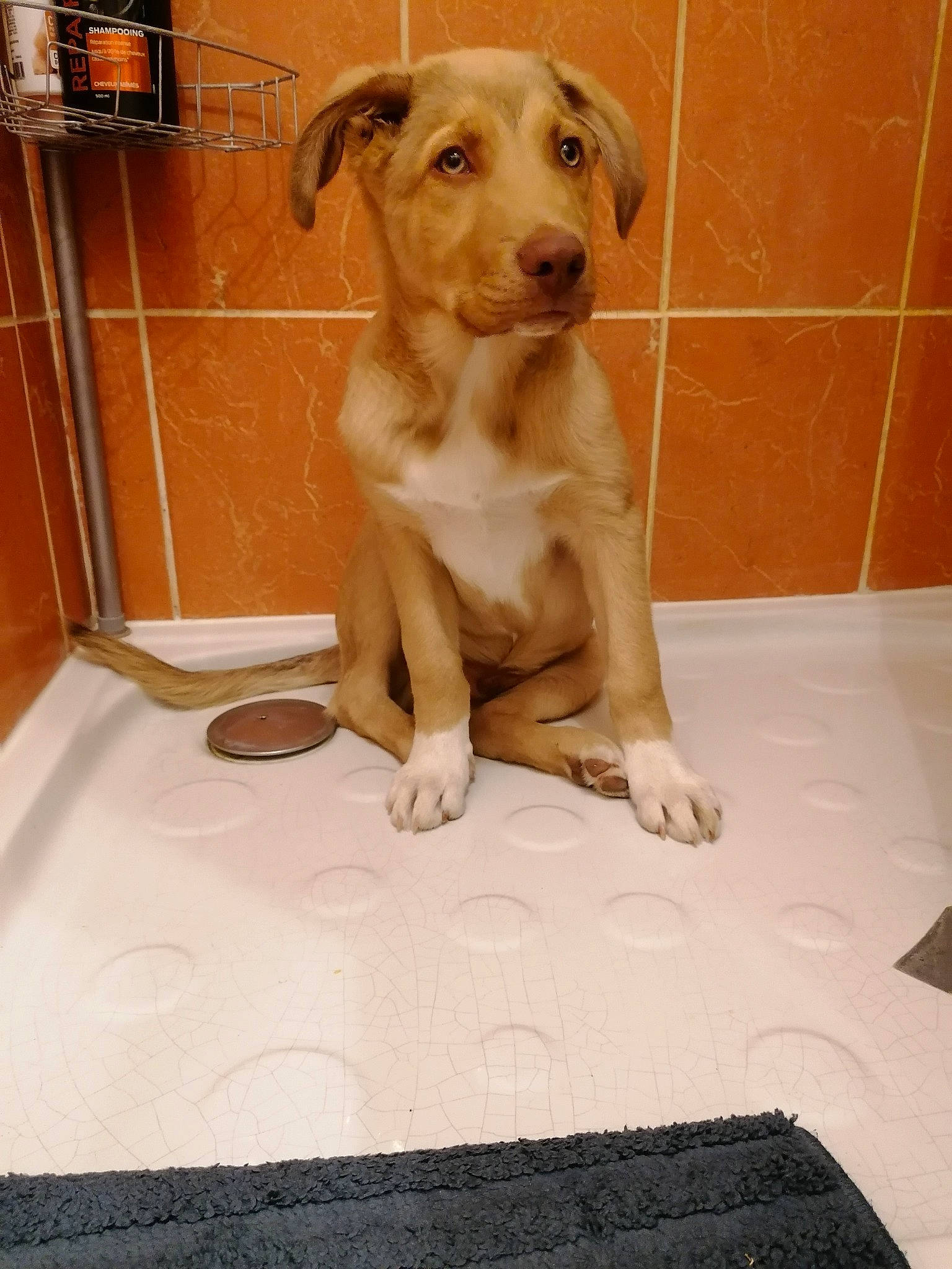 Shallow participe au concours pour gagner de l'argent avec cette photo : carnivore, companion_dog, dog, dog_breed, fawn, floor, flooring, hardwood, houseplant, liver, paw, pet_supply, retriever, snout, sporting_group, tail, tile, whiskers, wood, working_animal