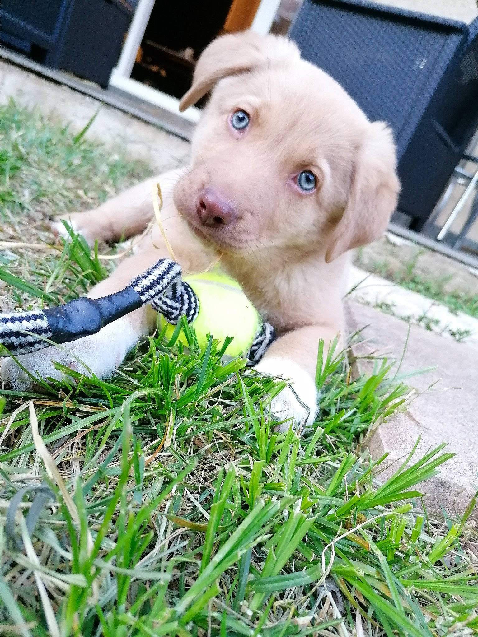 Shallow participe au concours pour gagner de l'argent avec cette photo : canidae, carnivore, companion_dog, dog, dog_breed, dog_clothes, fawn, fur, grass, grassland, happy, lawn, people_in_nature, plant, snout, sporting_group, toy, toy_dog, whiskers, working_animal