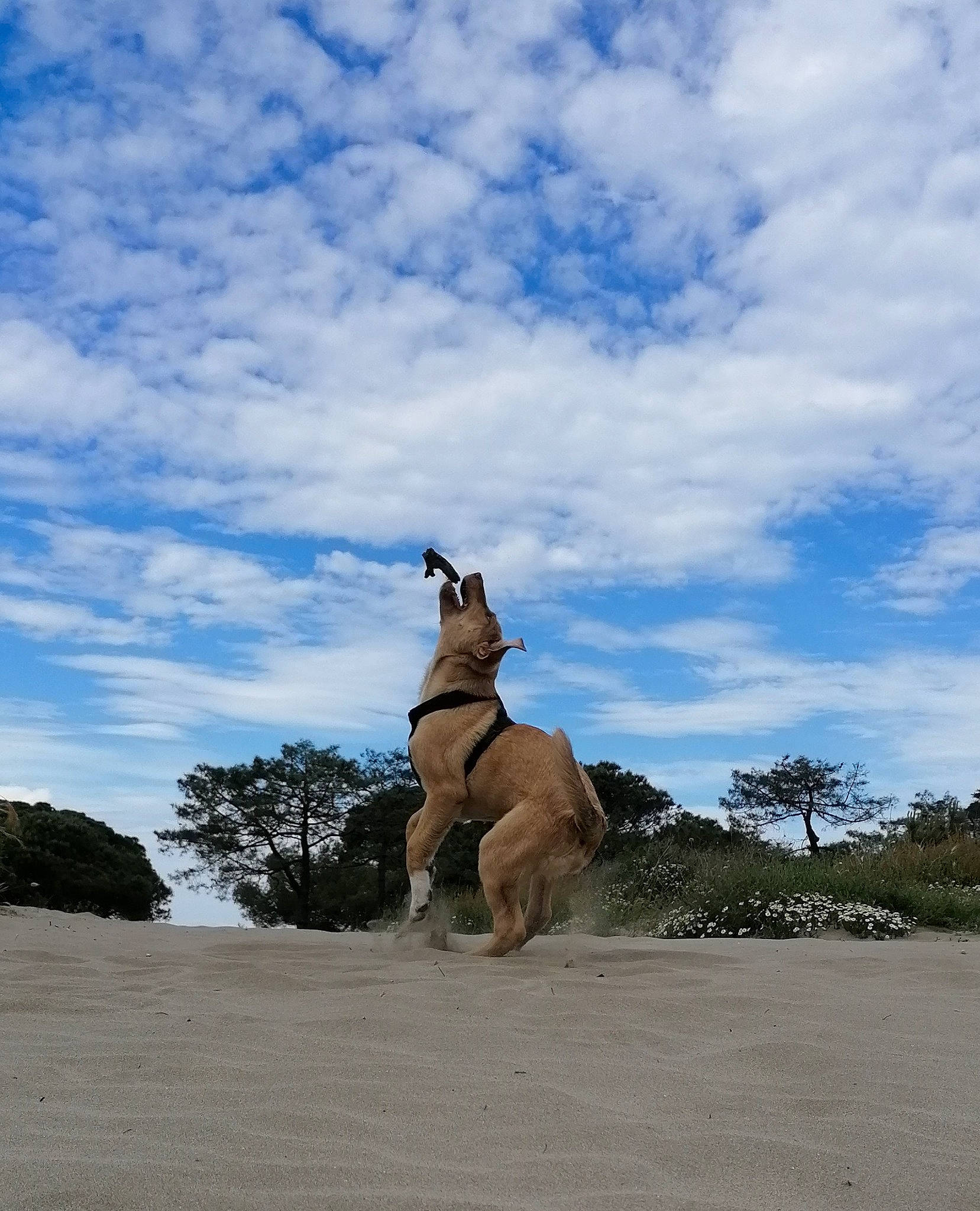 Shallow participe au concours pour gagner de l'argent avec cette photo : canidae, cloud, cumulus, dog, fawn, horizon, kangaroo, landscape, macropodidae, monument, ocean, pack_animal, plant, recreation, sand, sky, tail, tree, wood, working_animal