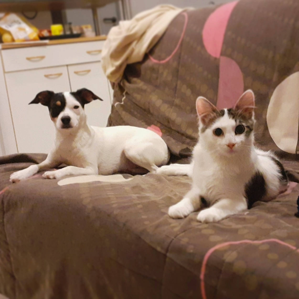 Razmo a rejoint le concours — aidez-le/la à gagner de superbes lots ! cabinetry, carnivore, cat, comfort, companion_dog, dog, dog_breed, domestic_short_haired_cat, fawn, felidae, fur, grey, linens, paw, sitting, small_to_medium_sized_cats, snout, tail, terrier, whiskers