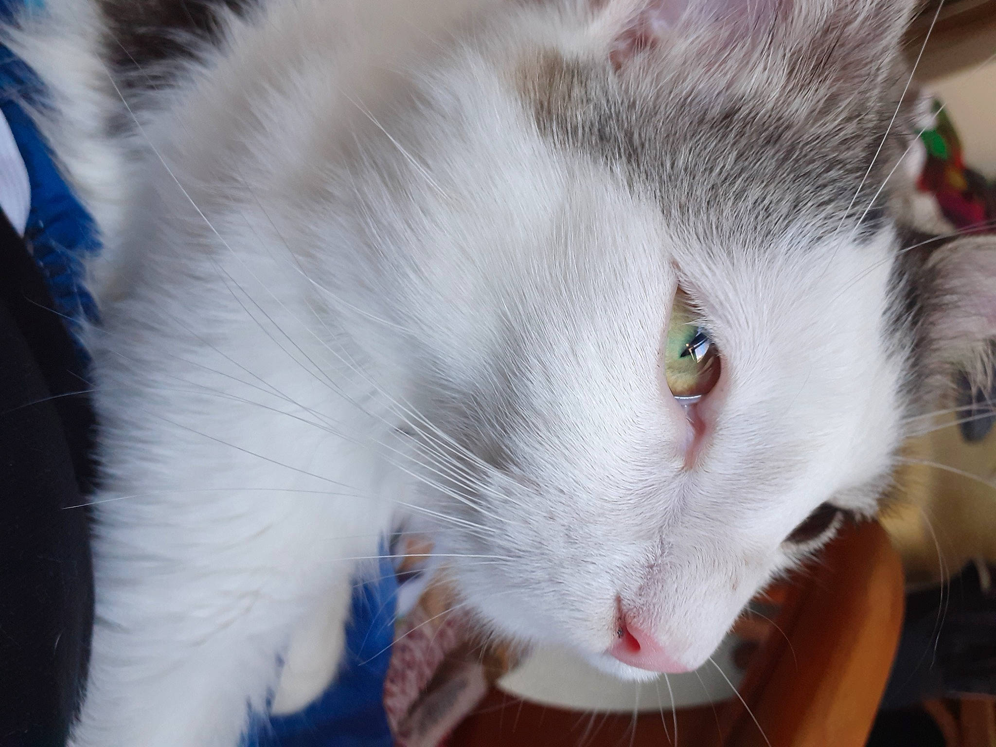 Razmo participe au concours pour gagner de l'argent avec cette photo : carnivore, cat, claw, domestic_short_haired_cat, ear, fang, fawn, felidae, fur, paw, small_to_medium_sized_cats, snout, tail, whiskers