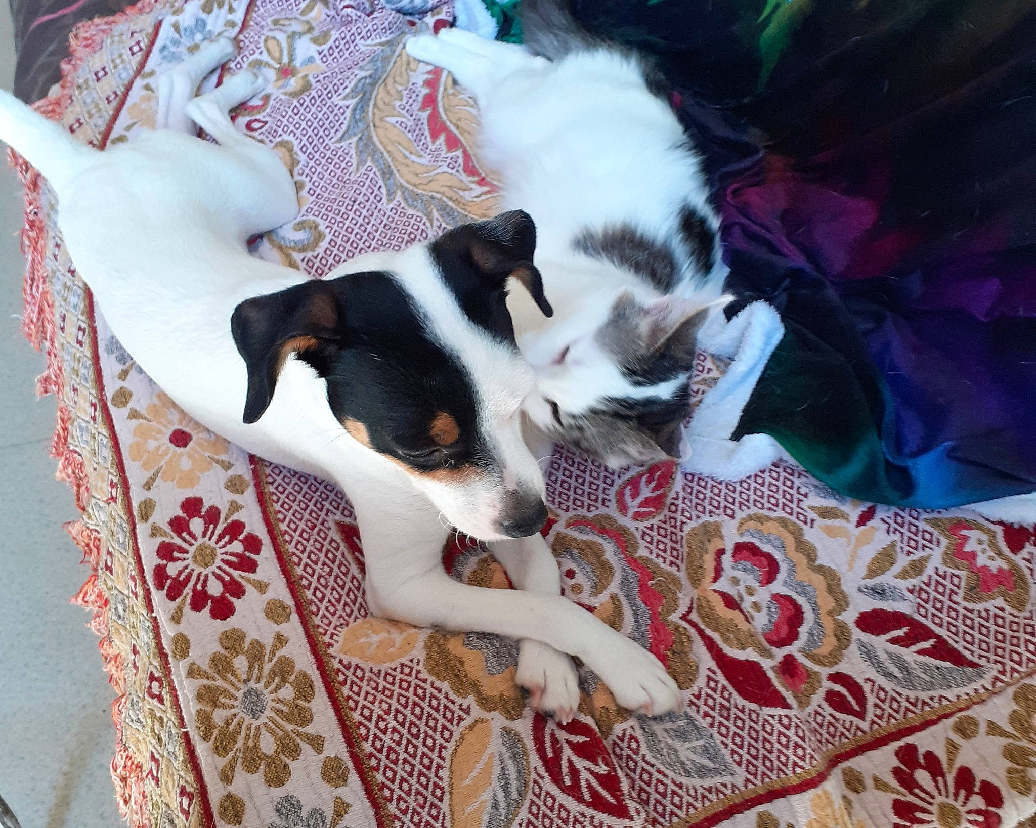 Maliboo participe au concours pour gagner de l'argent avec cette photo : bedding, blanket, canidae, carnivore, chilean_fox_terrier, comfort, companion_dog, dog, dog_breed, dog_supply, fawn, linens, non_sporting_group, pattern, sporting_group, toy_dog, working_animal