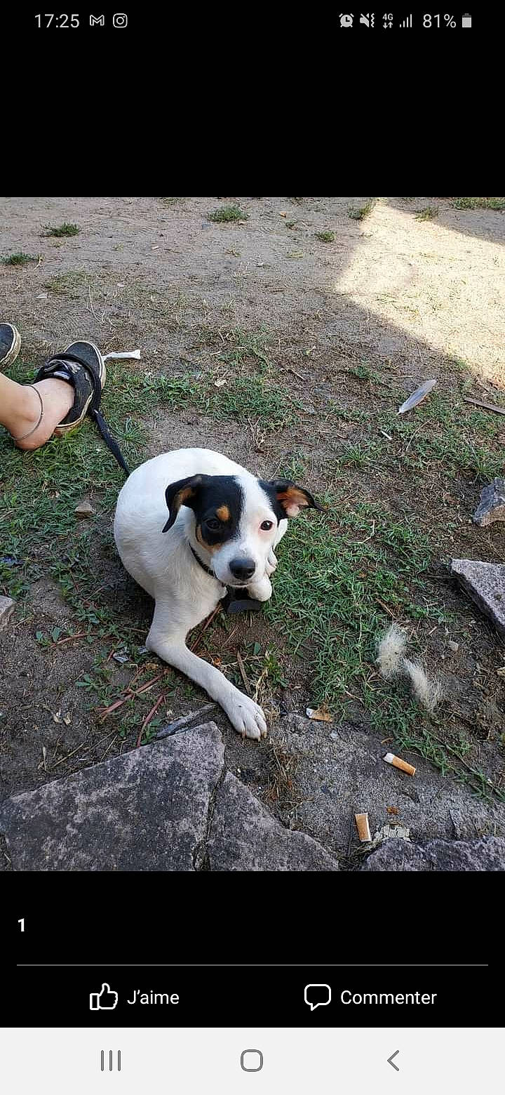 Maliboo a rejoint le concours — aidez-le/la à gagner de superbes lots ! adventure, canidae, carnivore, collar, companion_dog, dog, dog_breed, dog_supply, fawn, grass, non_sporting_group, paw, plant, sidewalk, soil, sporting_group, street_dog, tail, working_animal, working_dog