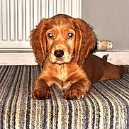 Mac is registered to the contest to win money with this photo: animal, appliance, bed, bedroom, blanket, canine, cockerspaniel, cushion, device, dog, furniture, goldenretriever, homedecor, hound, indoors, labradorretriever, pet, puppy, room, terrier