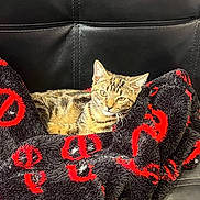 Rocket Jota joined the competition — help win amazing prizes! animal, black_leather_couch, blanket, cat, comfort, cozy, cute, ears, eyes, feline, fur, home, indoor, pet, red_pattern, relaxed, resting, seated, tabby_cat, whiskers
