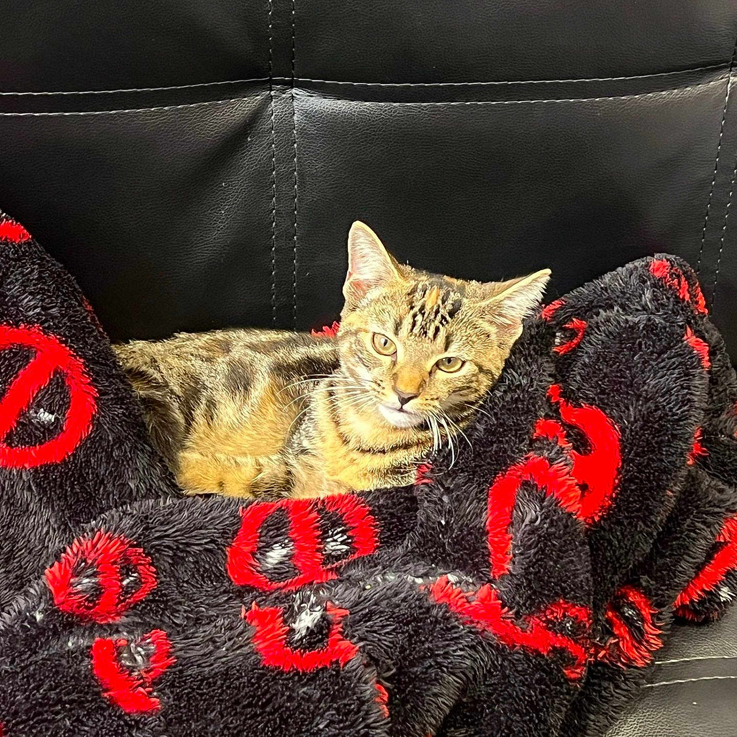 Rocket Jota joined the competition — help win amazing prizes! animal, black_leather_couch, blanket, cat, comfort, cozy, cute, ears, eyes, feline, fur, home, indoor, pet, red_pattern, relaxed, resting, seated, tabby_cat, whiskers