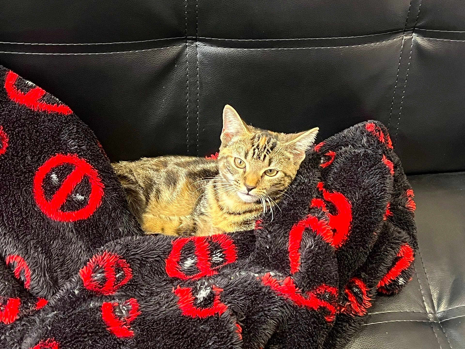 Rocket Jota joined the competition — help win amazing prizes! animal, black_leather_couch, blanket, cat, comfort, cozy, cute, ears, eyes, feline, fur, home, indoor, pet, red_pattern, relaxed, resting, seated, tabby_cat, whiskers