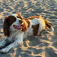 Bailey Ocean joined the competition — help win amazing prizes! dog, beach, sand, sunlight, golden_hour, outdoor, pet, animal, lying_down, fur, brown, white, happy, tongue_out, shadow, texture, nature, relaxing, canine, summer