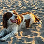 dog, beach, sand, sunlight, golden_hour, outdoor, pet, animal, lying_down, fur, brown, white, happy, tongue_out, shadow, texture, nature, relaxing, canine, summer