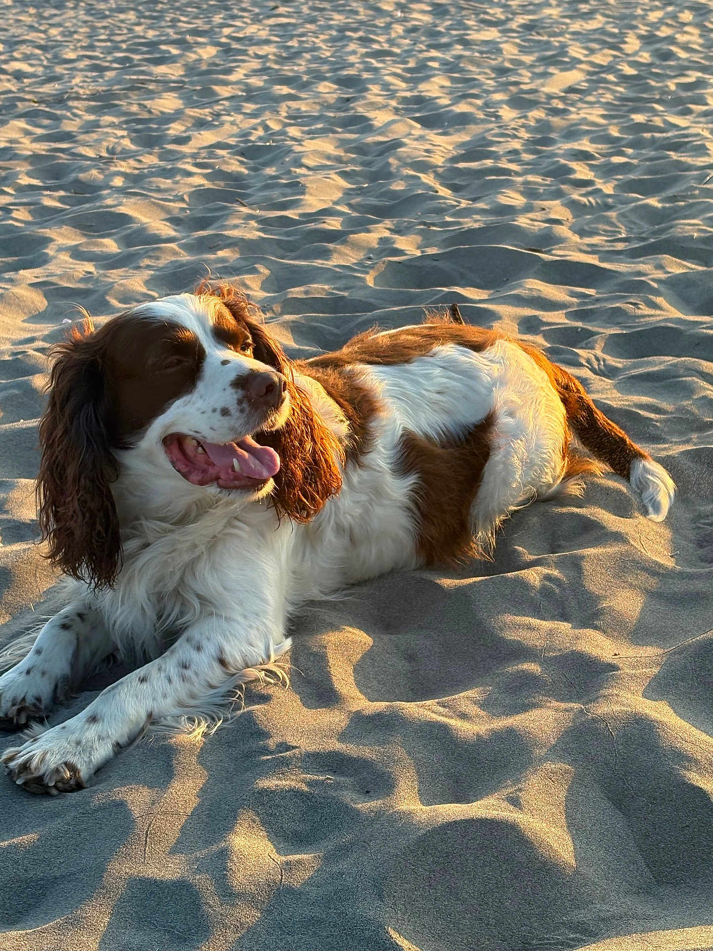 Bailey Ocean joined the competition — help win amazing prizes! dog, beach, sand, sunlight, golden_hour, outdoor, pet, animal, lying_down, fur, brown, white, happy, tongue_out, shadow, texture, nature, relaxing, canine, summer