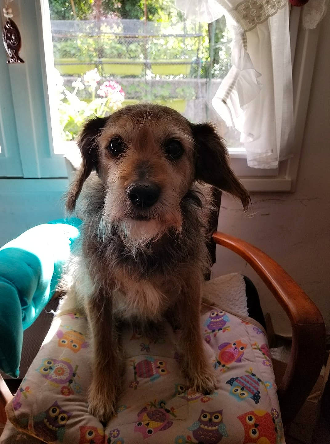 Tobby a rejoint le concours — aidez-le/la à gagner de superbes lots ! canidae, carnivore, chair, companion_dog, curtain, dog, dog_breed, fawn, fur, hat, liver, pet_supply, puppy, snout, sporting_group, working_animal, working_terrier