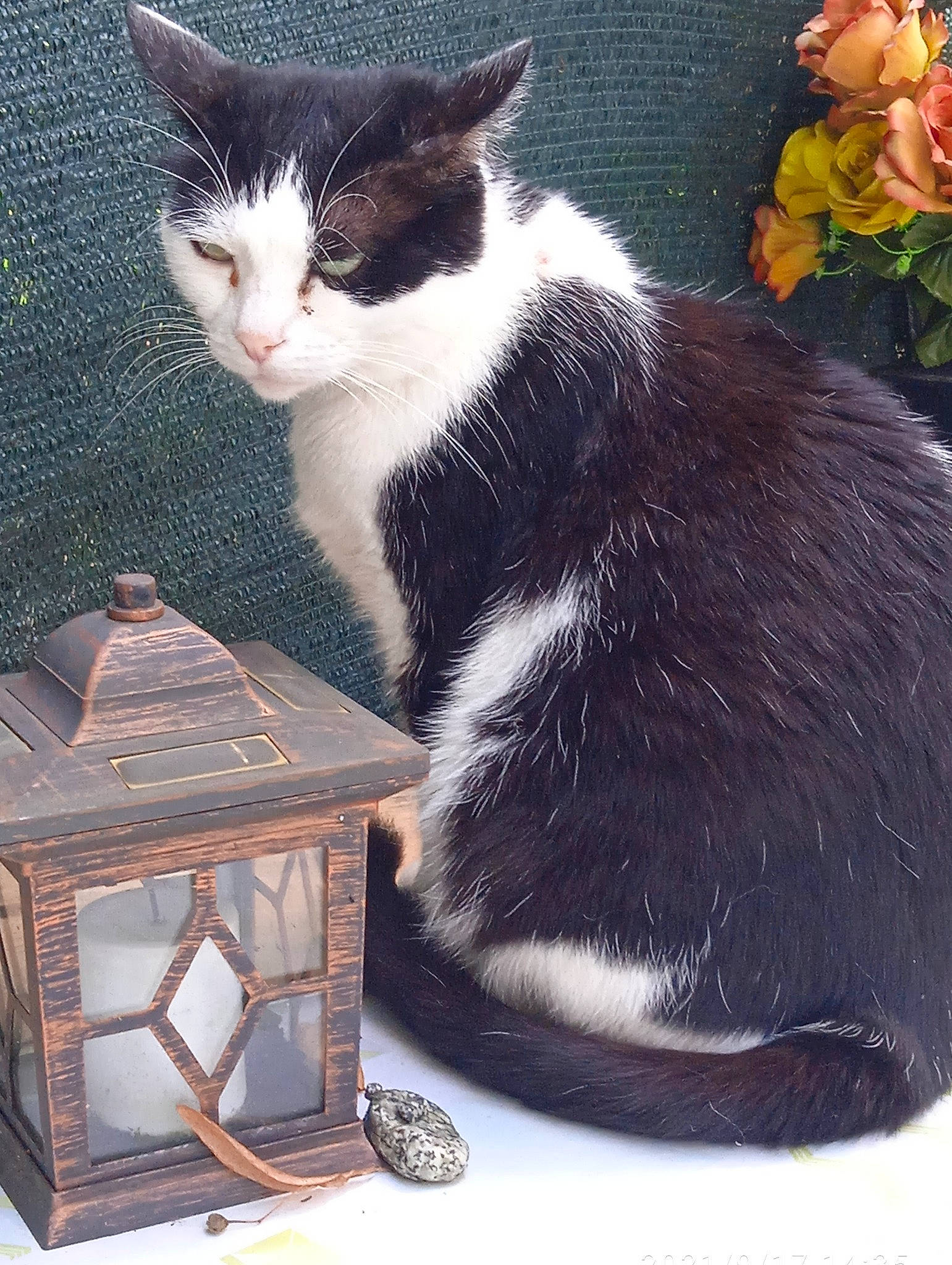 Kirikou a rejoint le concours — aidez-le/la à gagner de superbes lots ! box, carnivore, cat, cat_supply, comfort, domestic_short_haired_cat, felidae, grey, mammal, pet_supply, plant, rectangle, rose, sitting, small_to_medium_sized_cats, table, tail, vertebrate, whiskers, wood