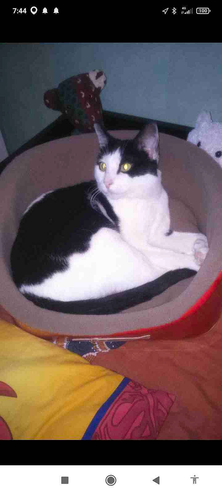 Kirikou participe au concours pour gagner de l'argent avec cette photo : box, carnivore, cat, cat_supply, comfort, domestic_short_haired_cat, eye, felidae, formal_wear, fur, gadget, lap, pet_supply, room, sitting, small_to_medium_sized_cats, tail, whiskers