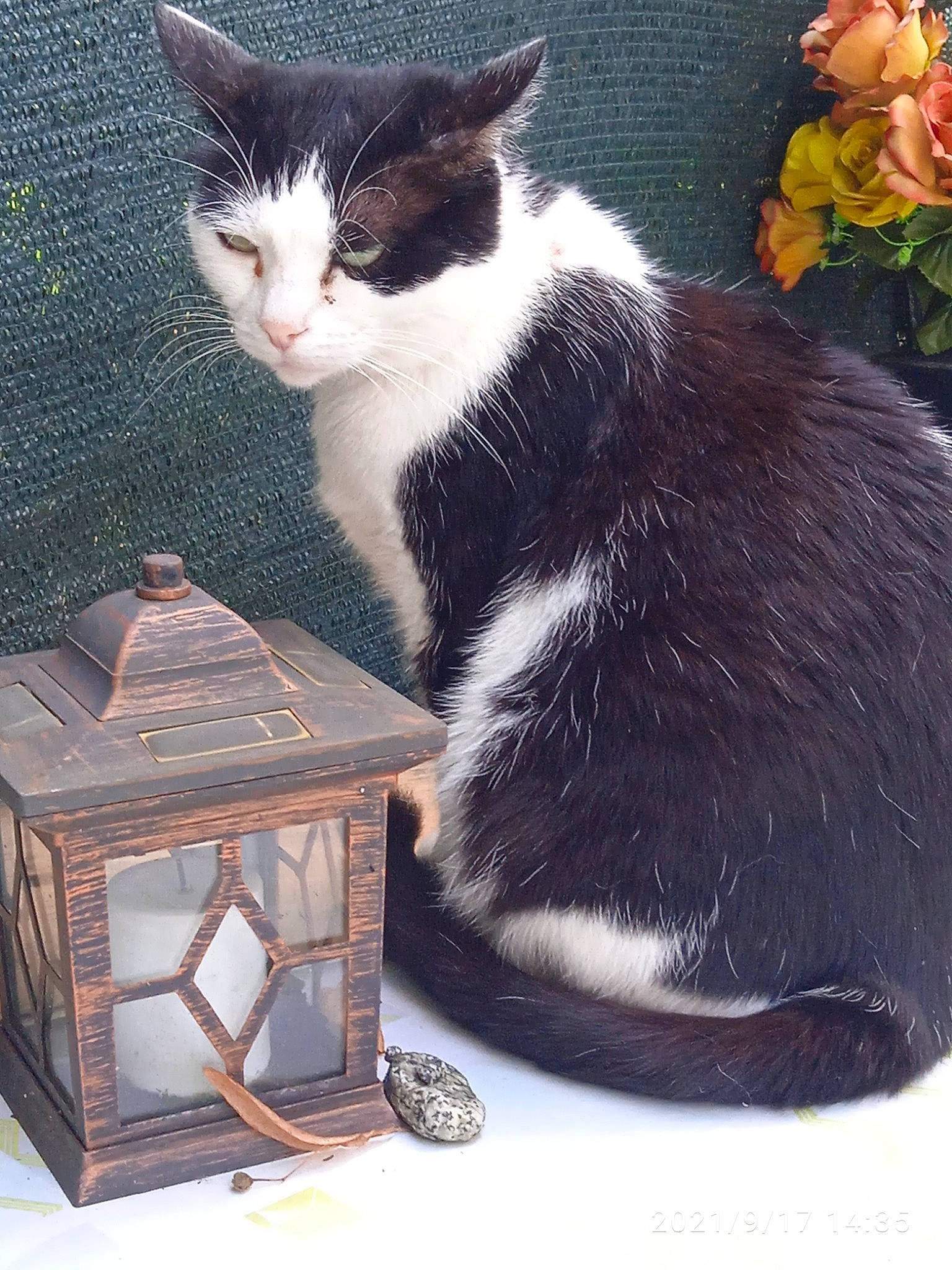Kirikou a rejoint le concours — aidez-le/la à gagner de superbes lots ! box, carnivore, cat, cat_supply, domestic_short_haired_cat, felidae, fur, grey, mammal, pet_supply, petal, plant, rectangle, rose, sitting, small_to_medium_sized_cats, table, tail, whiskers, wood