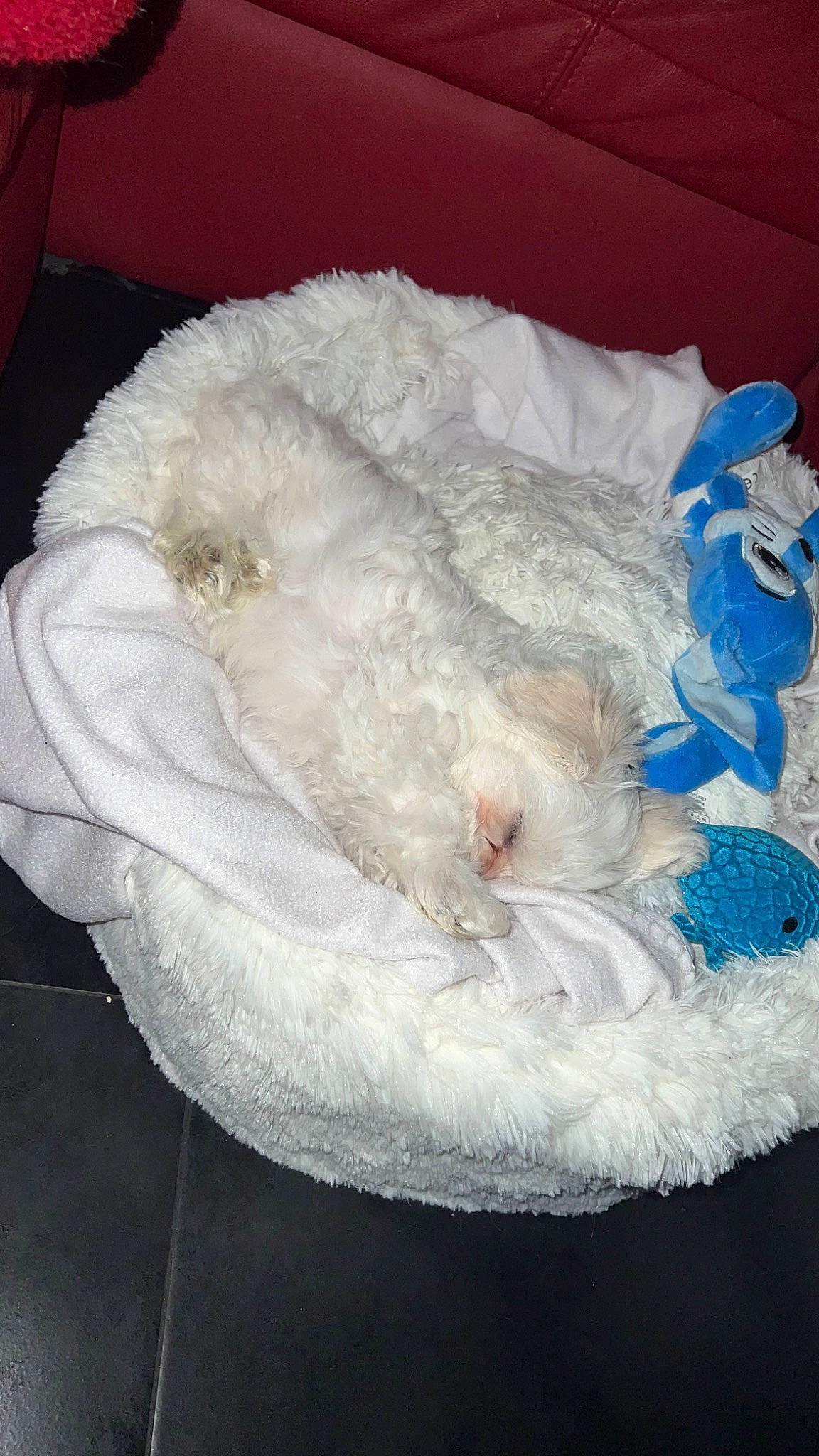 Rio a rejoint le concours — aidez-le/la à gagner de superbes lots ! art, costume_accessory, electric_blue, embellishment, fashion_accessory, feather, fur, hat, headgear, knitting, natural_material, sleeve, tail, thread, toy, wool, woolen