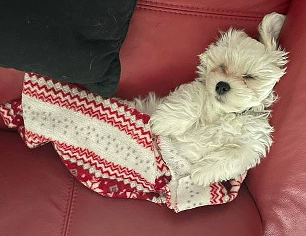 Rio participe au concours pour gagner de l'argent avec cette photo : canidae, carnivore, companion_dog, dog, dog_breed, dog_clothes, dog_collar, dog_supply, fashion_accessory, fawn, fur, linens, pattern, sleeve, small_terrier, snout, sporting_group, terrier, toy_dog, working_animal
