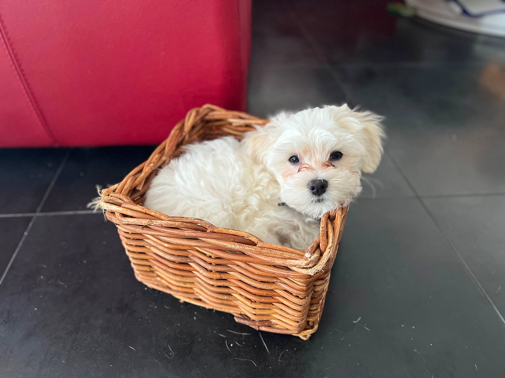 Rio participe au concours pour gagner de l'argent avec cette photo : basket, bichon, box, carnivore, companion_dog, dog, dog_breed, dog_clothes, dog_supply, fawn, fur, labradoodle, pet_supply, picnic_basket, puppy_love, storage_basket, terrier, toy_dog, wicker, wood