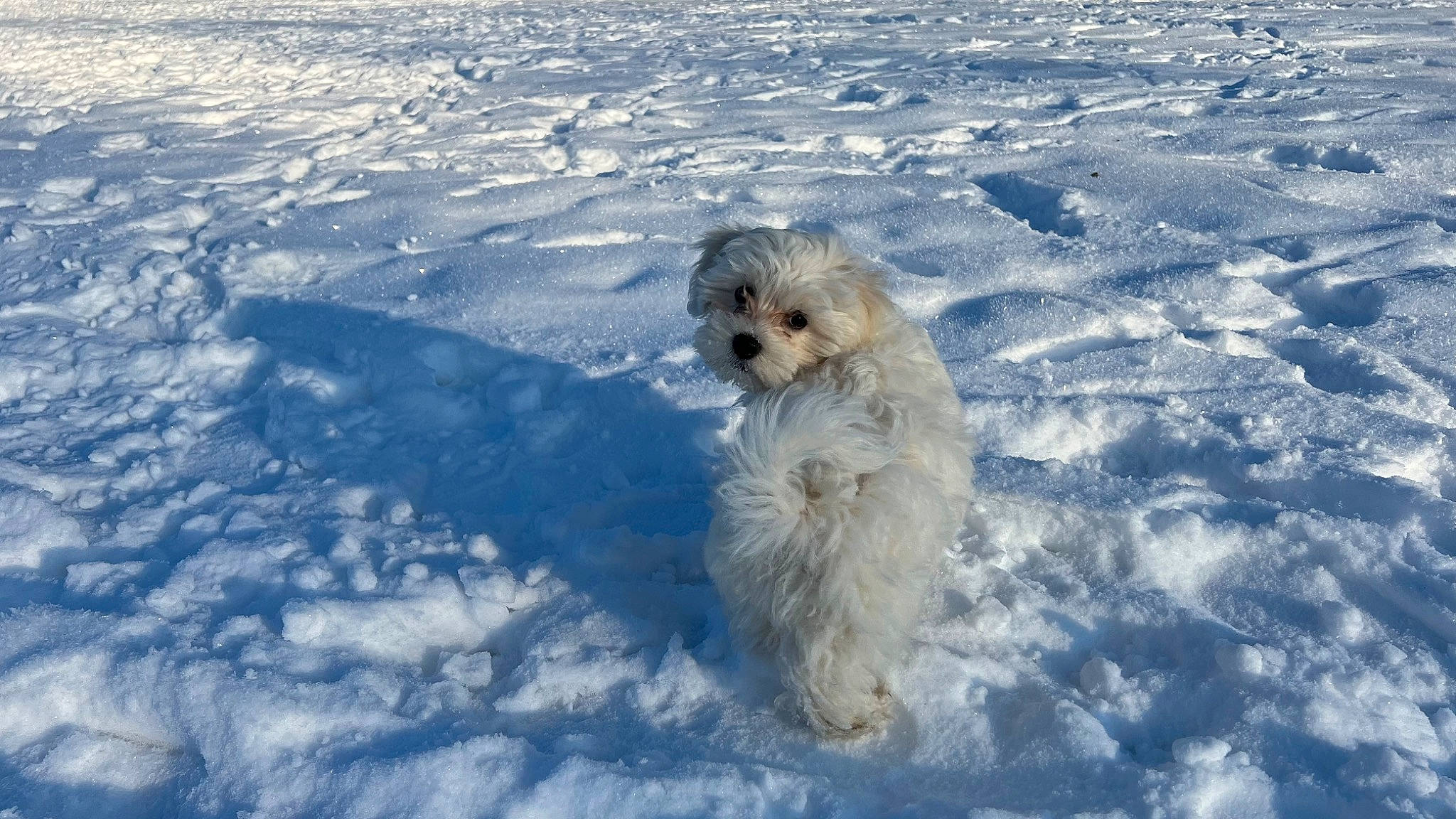 Rio a rejoint le concours — aidez-le/la à gagner de superbes lots ! canidae, carnivore, cockapoo, companion_dog, dog, dog_breed, freezing, fur, goldendoodle, labradoodle, poodle_crossbreed, small_terrier, snout, snow, sporting_group, tail, terrier, tibetan_terrier, toy_dog, winter