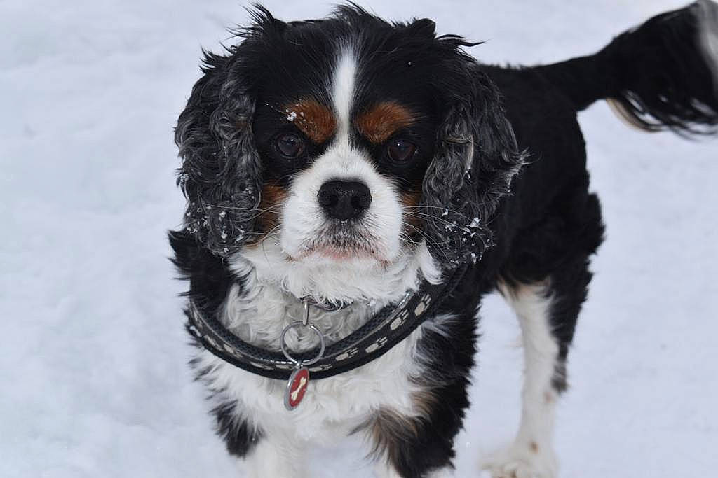 Snoopy participe au concours pour gagner de l'argent avec cette photo : canidae, carnivore, collar, companion_dog, dog, dog_breed, dog_collar, dog_supply, fur, gun_dog, puppy, snout, snow, spaniel, sporting_group, toy_dog, whiskers, winter, working_animal, working_dog