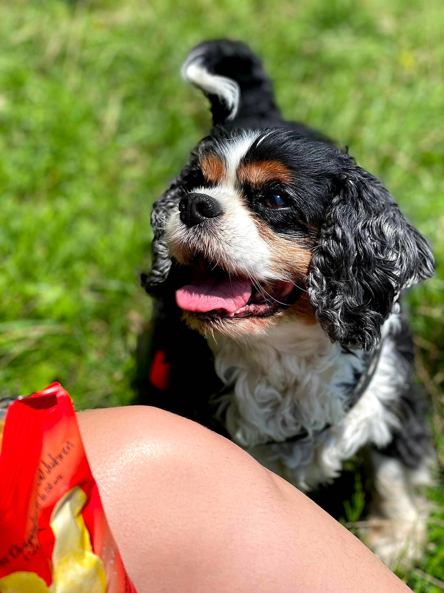 Snoopy participe au concours pour gagner de l'argent avec cette photo : bernese_mountain_dog, biting, canidae, carnivore, cavalier_king_charles_spaniel, collar, companion_dog, dog, dog_breed, fang, fur, grass, liver, plant, recipe, spaniel, terrestrial_animal, whiskers, working_dog, yawn