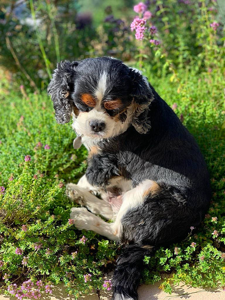Snoopy participe au concours pour gagner de l'argent avec cette photo : annual_plant, bernese_mountain_dog, canidae, carnivore, companion_dog, dog, dog_breed, flower, garden, grass, groundcover, herb, plant, rock, shrub, snout, sporting_group, terrier, toy_dog, working_dog