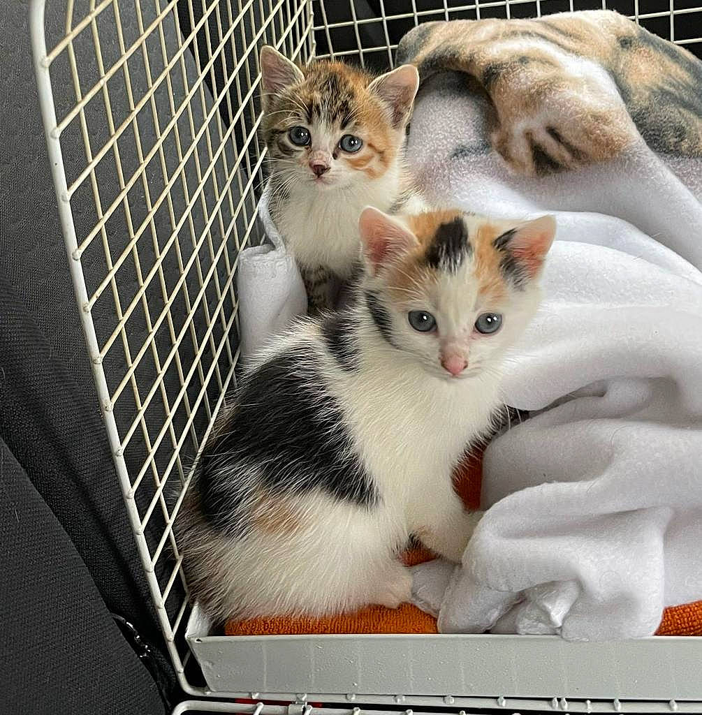 Saya participe au concours pour gagner de l'argent avec cette photo : animal_shelter, cage, carnivore, cat, comfort, domestic_short_haired_cat, felidae, fur, internet_meme, mammal, mesh, paw, pet_supply, photo_caption, rectangle, service, small_to_medium_sized_cats, snout, tail, whiskers