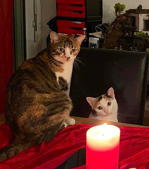 Saya a rejoint le concours — aidez-le/la à gagner de superbes lots ! bookcase, box, cabinetry, candle, candle_holder, carmine, carnivore, cat, domestic_short_haired_cat, event, felidae, flameless_candle, fur, plant, shelf, sitting, small_to_medium_sized_cats, tableware, wax, whiskers