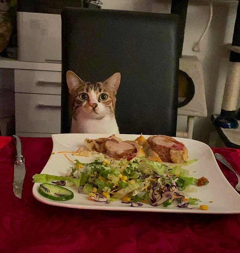 Saya participe au concours pour gagner de l'argent avec cette photo : cabinetry, carnivore, cat, comfort_food, dishware, drawer, dresser, felidae, finger_food, food, ingredient, picture_frame, plate, platter, recipe, serveware, small_to_medium_sized_cats, table, tableware, whiskers