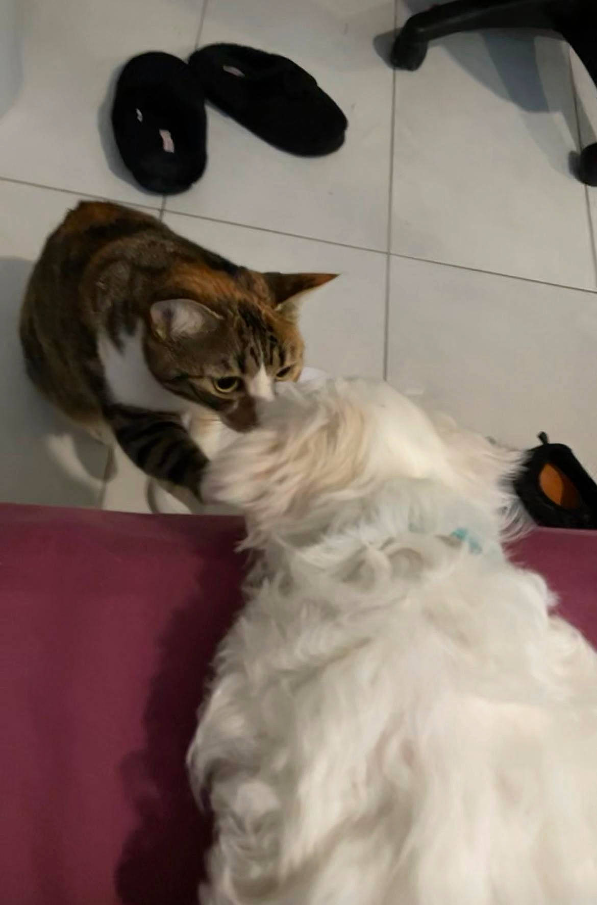 Saya participe au concours pour gagner de l'argent avec cette photo : carnivore, cat, claw, comfort, companion_dog, dog_breed, domestic_short_haired_cat, felidae, flooring, formal_wear, fur, paw, room, small_to_medium_sized_cats, tail, whiskers