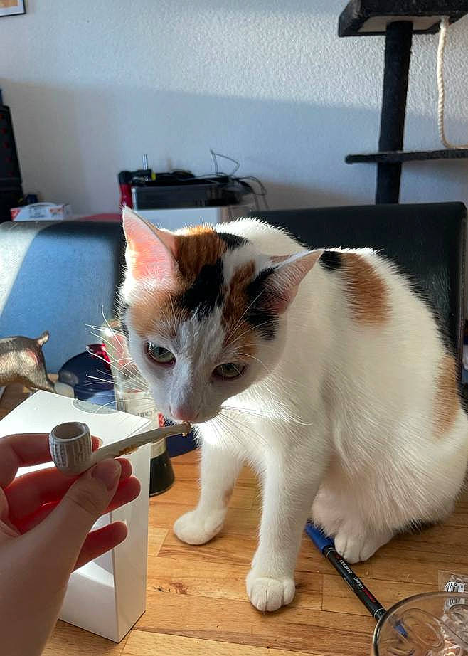 Sunday a rejoint le concours — aidez-le/la à gagner de superbes lots ! box, carnivore, cat, claw, collar, domestic_short_haired_cat, felidae, flooring, fur, hardwood, nail, paw, picture_frame, small_to_medium_sized_cats, tail, varnish, whiskers, window, wood