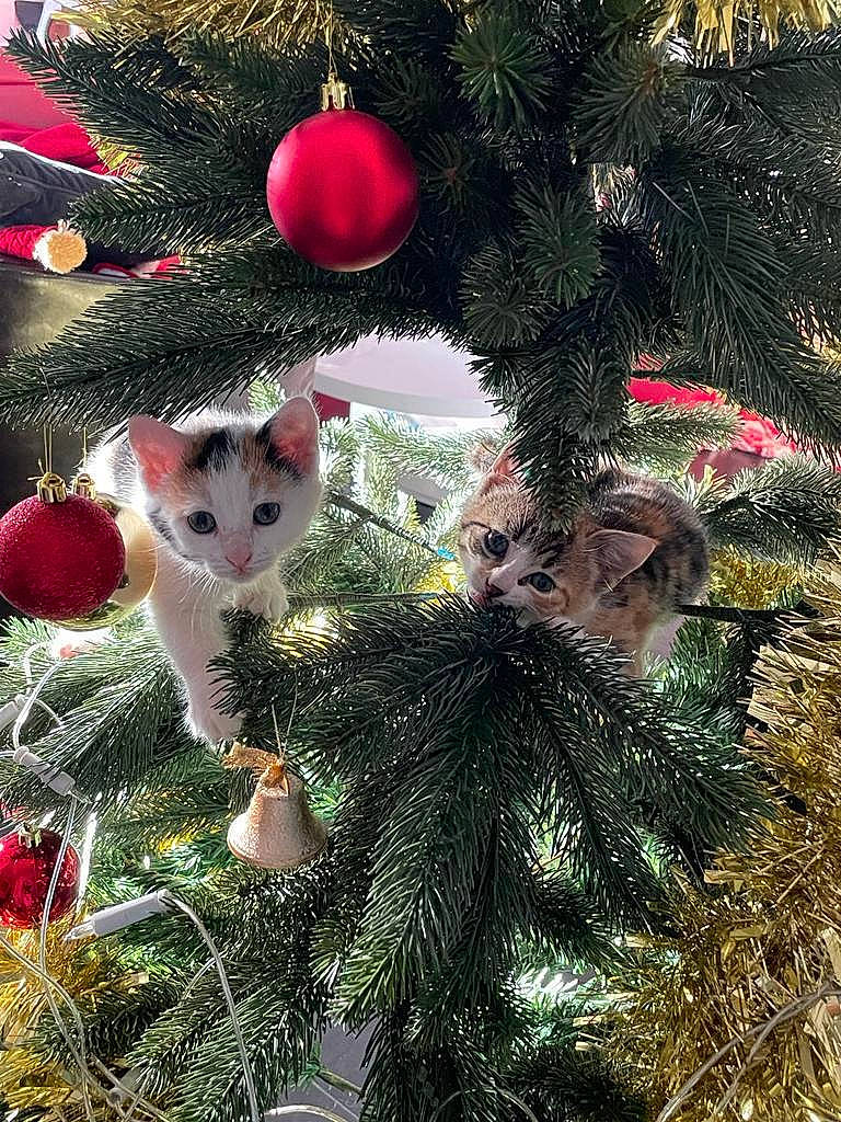 Sunday participe au concours pour gagner de l'argent avec cette photo : carnivore, cat, christmas, christmas_decoration, christmas_eve, christmas_ornament, christmas_tree, conifer, event, evergreen, felidae, fur, grass, holiday, holiday_ornament, organism, ornament, shortstraw_pine, toy, whiskers