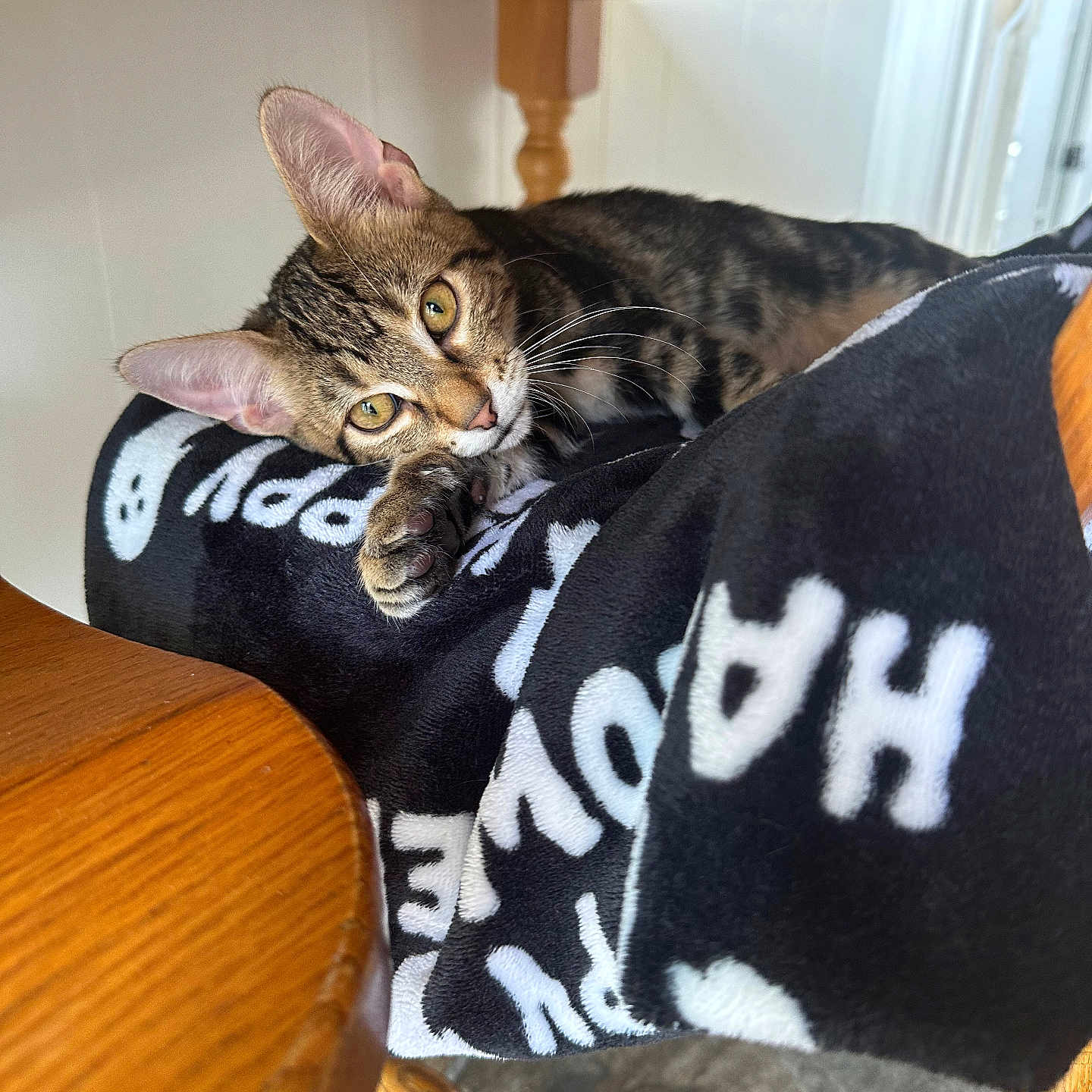 Simba joined the competition — help win amazing prizes! animal, black_and_white, blanket, cat, cozy, curious, ears, eyes, feline, floor, fur, home, indoor, paw, pet, relaxed, resting, tabby, whiskers, wooden_chair