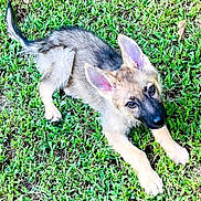 Yoda is registered to the contest to win money with this photo: puppy, dog, german_shepherd, grass, outdoor, young, pet, animal, fur, ears, cute, lying_down, nature, playful, canine, mammal, adorable, alert, looking_up, green