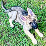 puppy, dog, german_shepherd, grass, outdoor, young, pet, animal, fur, ears, cute, lying_down, nature, playful, canine, mammal, adorable, alert, looking_up, green