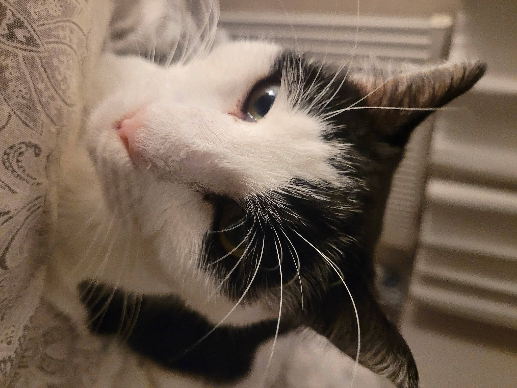 Finn joined the competition — help win amazing prizes! carnivore, cat, claw, comfort, domestic_short_haired_cat, ear, eyelash, fang, felidae, fur, monochrome, monochrome_photography, paw, small_to_medium_sized_cats, snout, whiskers