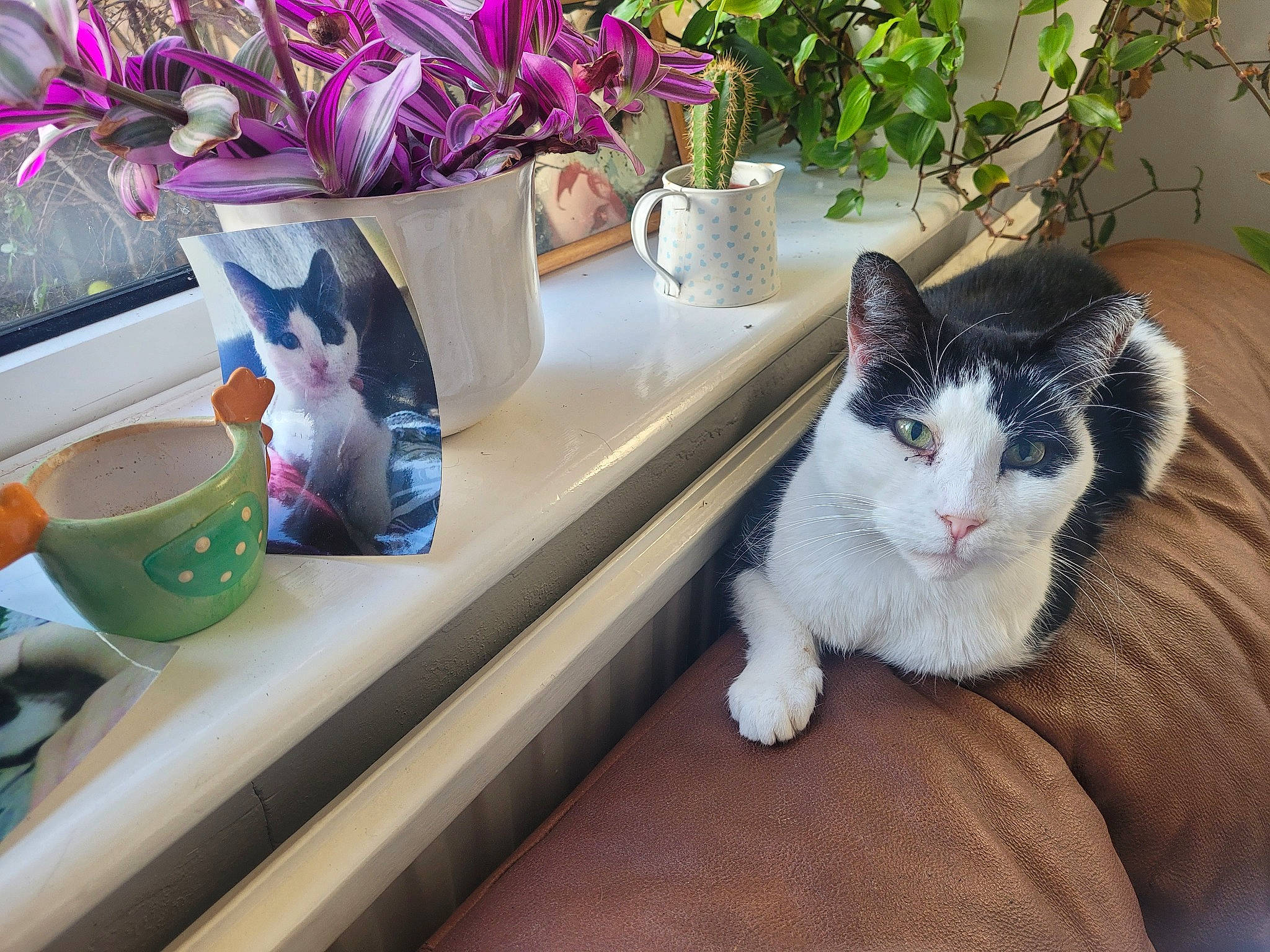 Finn is registered to the contest to win money with this photo: carnivore, cat, cup, dishware, domestic_short_haired_cat, drinkware, felidae, flooring, flower, flower_arranging, flowerpot, houseplant, petal, plant, porcelain, serveware, small_to_medium_sized_cats, tableware, tail, whiskers