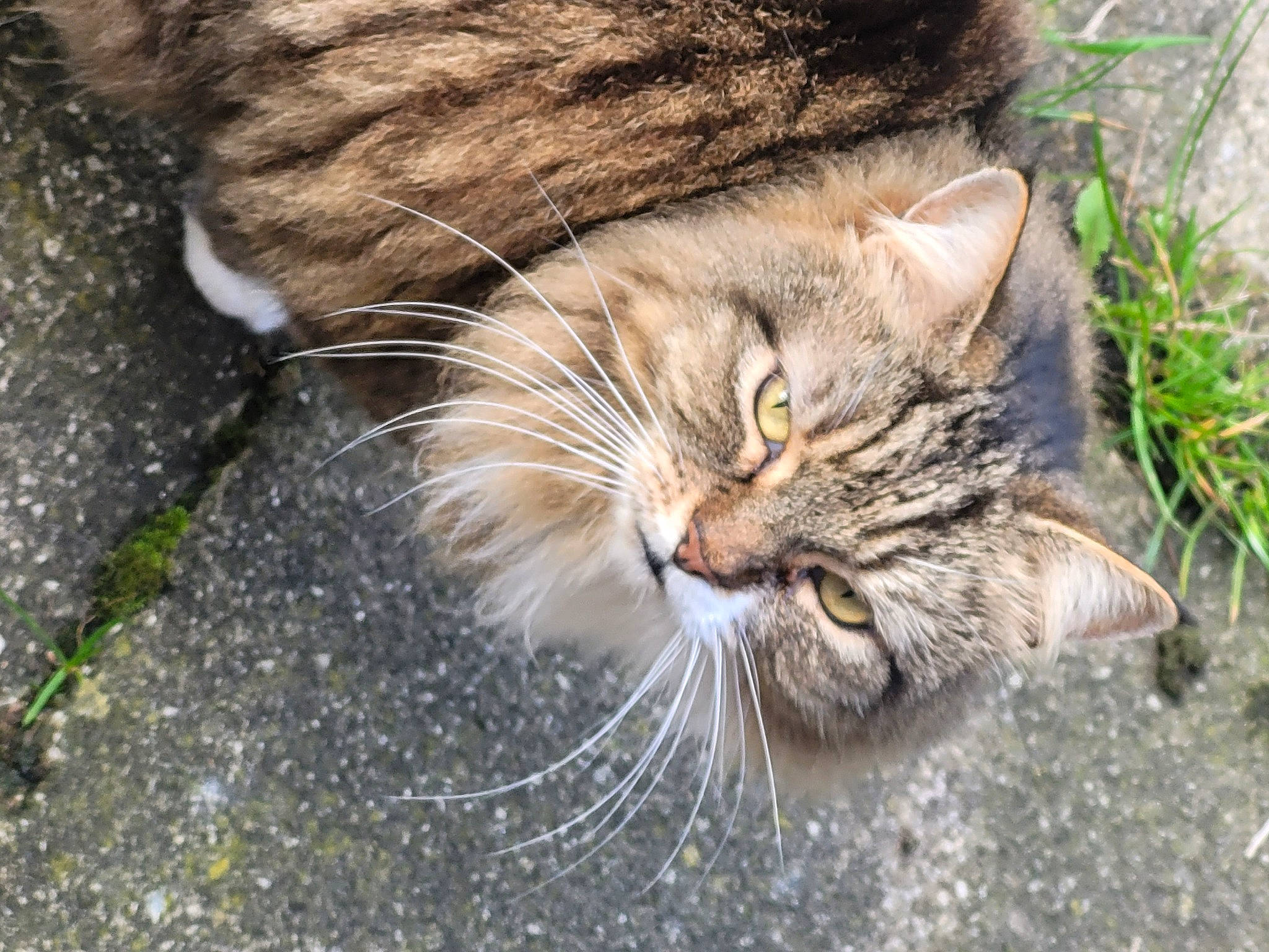 Tallulah is registered to the contest to win money with this photo: carnivore, cat, claw, domestic_short_haired_cat, eye, fawn, felidae, fur, grass, head, organism, paw, plant, small_to_medium_sized_cats, snout, tail, terrestrial_animal, tree, whiskers, wildlife