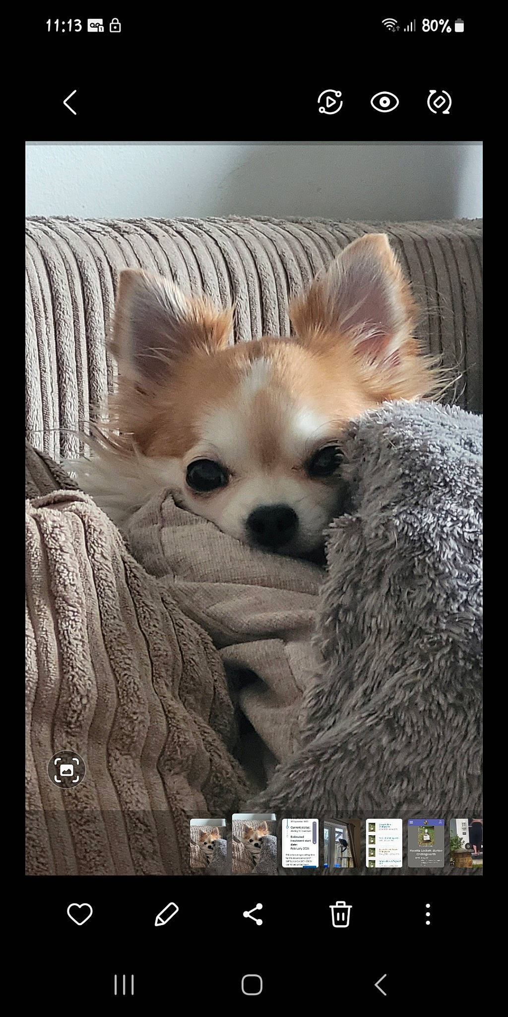 Gina joined the competition — help win amazing prizes! canidae, carnivore, chihuahua, companion_dog, corgi_chihuahua, dog, dog_breed, dog_supply, fawn, font, fur, non_sporting_group, paw, photo_caption, snout, sporting_group, terrestrial_animal, toy_dog, whiskers, working_animal
