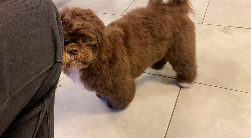 Koda a rejoint le concours — aidez-le/la à gagner de superbes lots ! canidae, carnivore, companion_dog, dog, dog_breed, dog_collar, flooring, fur, liver, maltepoo, small_terrier, snout, sporting_group, tail, terrier, tile_flooring, toy_dog, water_dog, working_animal, yorkipoo