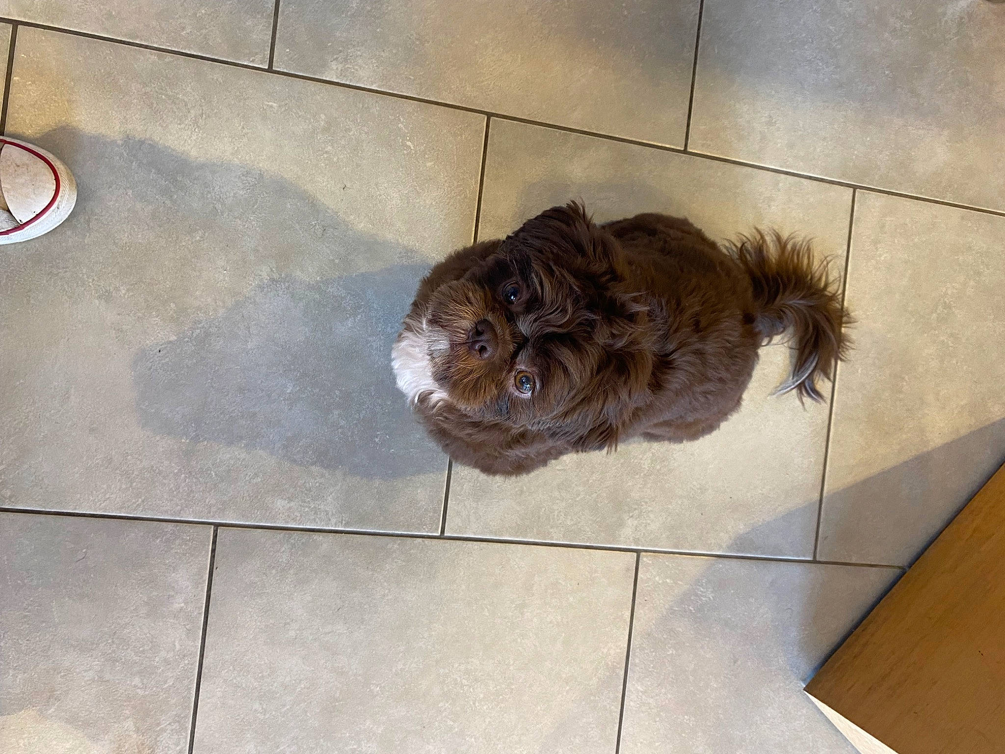 Koda participe au concours pour gagner de l'argent avec cette photo : canidae, carnivore, concrete, dog_breed, dog_food, fawn, floor, flooring, fur, hardwood, liver, road_surface, sculpture, sidewalk, snout, sporting_group, terrestrial_animal, tile_flooring, wood, working_animal