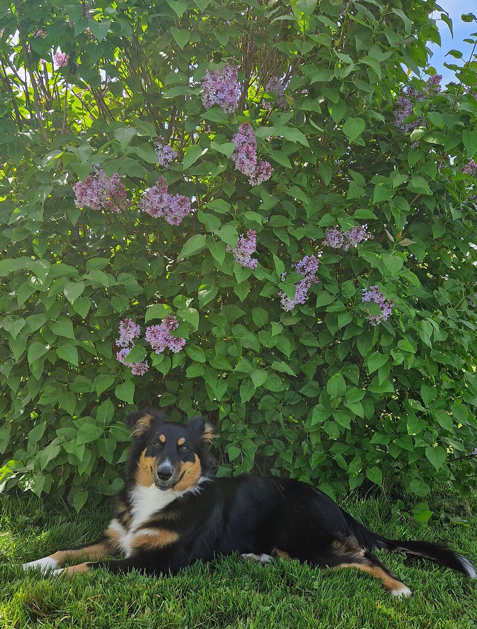 Molly a rejoint le concours — aidez-le/la à gagner de superbes lots ! annual_plant, canidae, carnivore, companion_dog, dog, dog_breed, fawn, flower, flowering_plant, grass, groundcover, herding_dog, petal, plant, shrub, subshrub, tail, terrestrial_animal, tree, working_dog