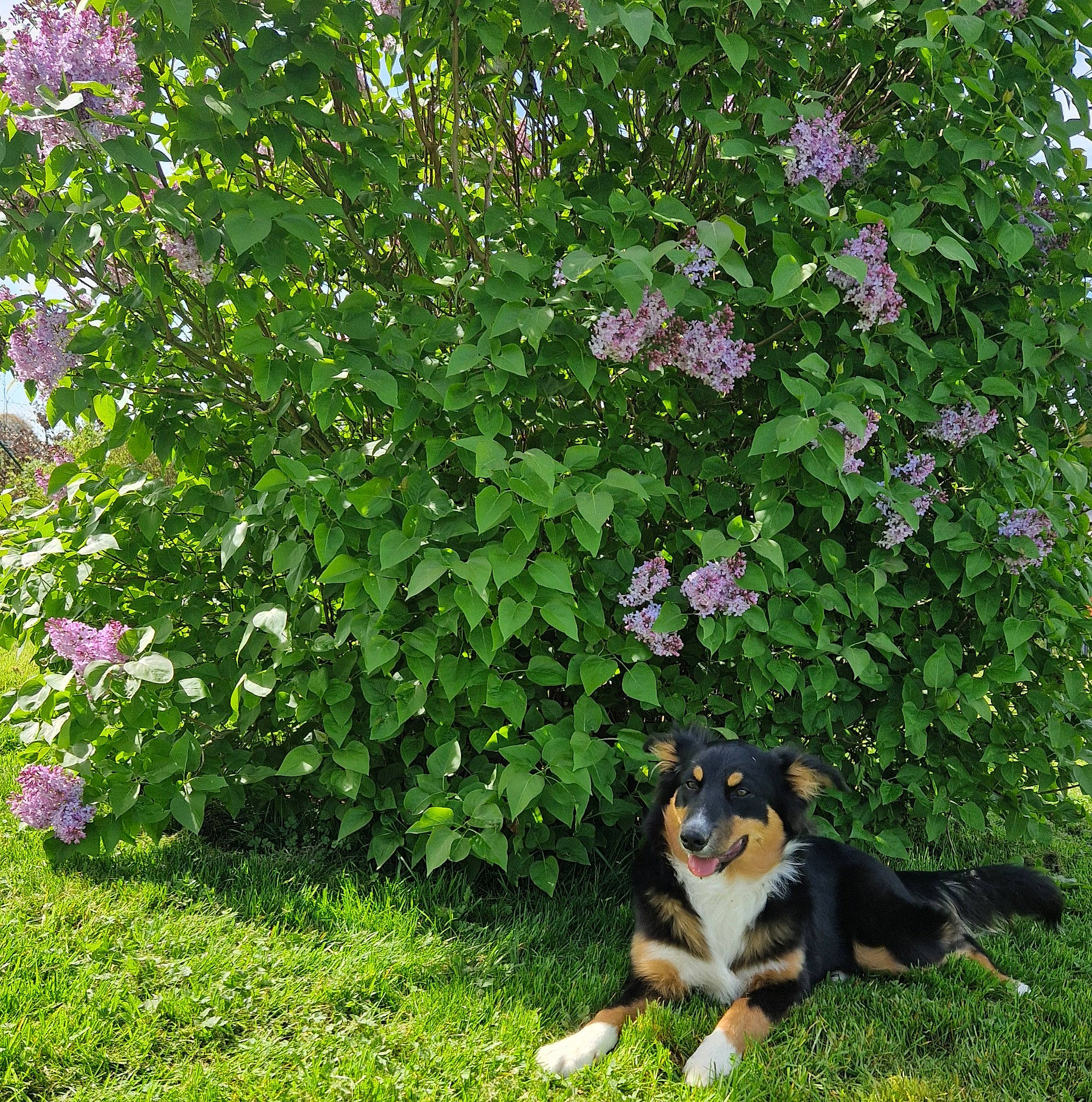 Molly a rejoint le concours — aidez-le/la à gagner de superbes lots ! annual_plant, canidae, carnivore, companion_dog, dog, dog_breed, flower, flowering_plant, garden, grass, groundcover, hedge, herbaceous_plant, lawn, plant, rose_family, shrub, sporting_group, tree, working_dog