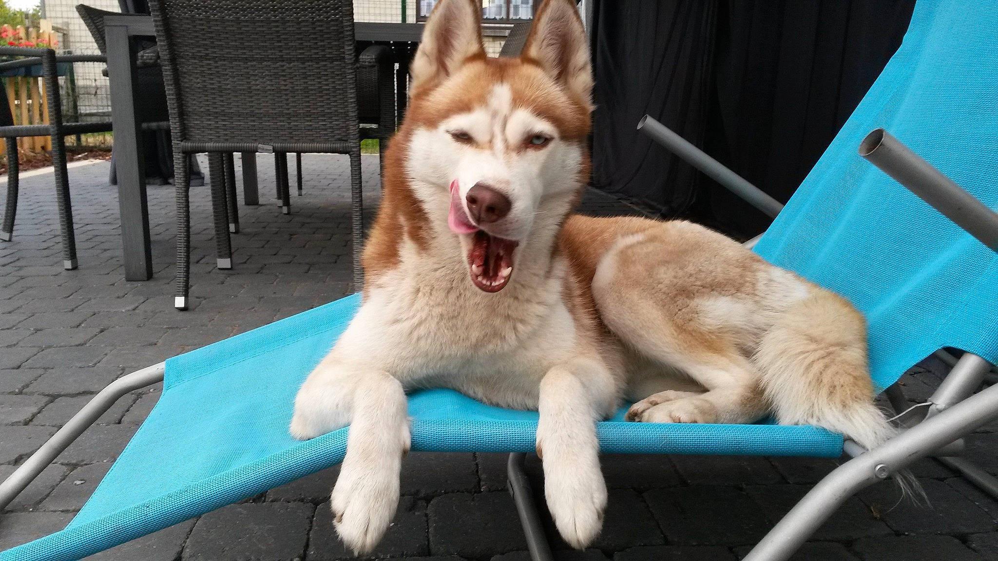 Yumi participe au concours pour gagner de l'argent avec cette photo : canidae, canis, carnivore, collar, dog, dog_breed, fang, fur, jaw, outdoor_furniture, paw, snout, sporting_group, tongue, tooth, working_animal, working_dog