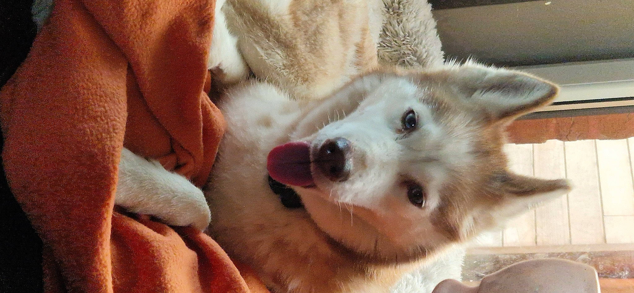 Yumi participe au concours pour gagner de l'argent avec cette photo : canidae, carnivore, comfort, companion_dog, dog, dog_breed, ear, fawn, fur, non_sporting_group, paw, samoyed, snout, sporting_group, terrestrial_animal, whiskers, working_animal