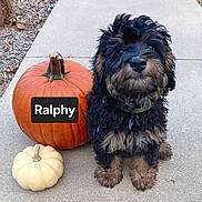 Ralphy George Runge is registered to the contest to win money with this photo: dog, pumpkin, sidewalk, outdoor, fall, autumn, pet, black_dog, brown_dog, fluffy, cute, animal, sitting, concrete, nature, leaf_litter, named_pumpkin, decor, seasonal, portrait