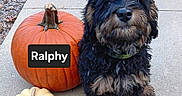 Ralphy George Runge is registered to the contest to win money with this photo: animal, autumn, black_dog, brown_dog, concrete, cute, decor, dog, fall, fluffy, leaf_litter, named_pumpkin, nature, outdoor, pet, portrait, pumpkin, seasonal, sidewalk, sitting