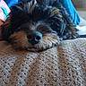 Ralphy George Runge is registered to the contest to win money with this photo: black, blanket, blue_hoodie, brown, casual, comfort, couch, dog, face, fur, glasses, home, indoor, nose, person, pet, relaxing, resting, seated, texture