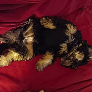 Ralphy George Runge joined the competition — help win amazing prizes! animal, canine, collar, comfort, cozy, cute, dog, domestic_animal, fluffy, fur, indoor, mammal, pet, puppy, red_blanket, relaxing, resting, sleeping, warm_colors, young_dog