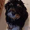 Ralphy George Runge joined the competition — help win amazing prizes! adorable, animal, baby_gate, black, brown, companion, curious, curly_fur, cute, dog, domestic, floor, furry, household, indoor, looking_up, pet, puppy, small_dog, tile